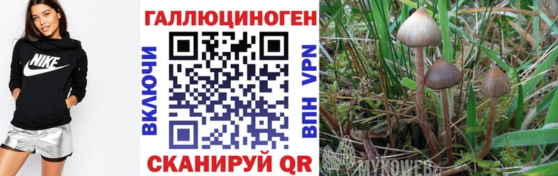 Галлюциногенные грибы MAGIC MUSHROOMS  закладка  Северск 
